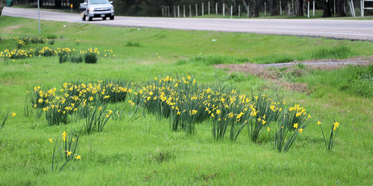 Daffodils on a Country Road By Jim Satterwhite