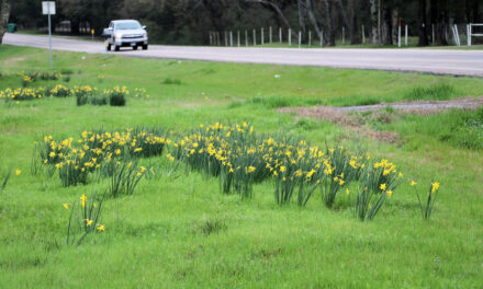 Daffodils on a Country Road By Jim Satterwhite