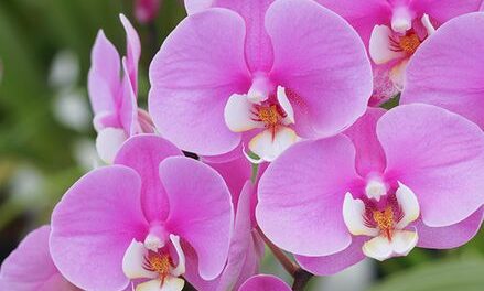 REBECCA ADAMS, 73, GREENVILLE,  NOVEMBER 28, 1951 – APRIL 29, 2025