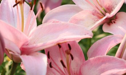 MARGARET FRANCIS HAMILTON, 65, PFLUGERVILLE – PREVIOUSLY COMMERCE,  OCTOBER 2, 1959 – MAY 23, 2025