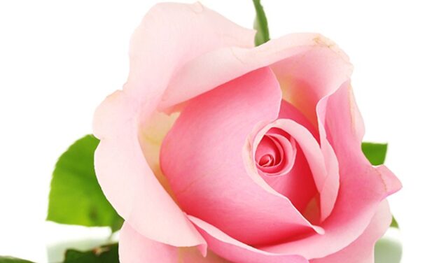 JUDITH “JUDY” RUDOFF, 83, COMMERCE,  APRIL 4, 1942 – MAY 7, 2025