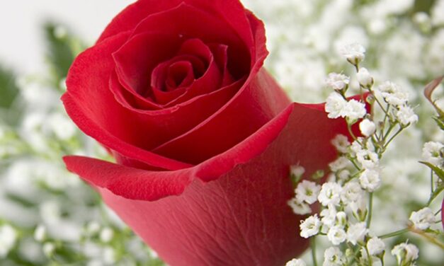SARAH LINDSEY HIBBARD, 69, TYLER – PREVIOUSLY COMMERCE,  MAY 21, 1956 – JUNE 14, 2025