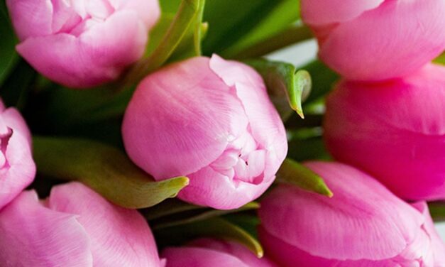 RUBY CLINTON, 87, GREENVILLE,  JUNE 21, 1937 – JUNE 17, 2025