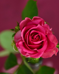 LINDA SUE WILLETT, 66, CADDO MILLS,  MARCH 13, 1959 – JULY 21, 2025